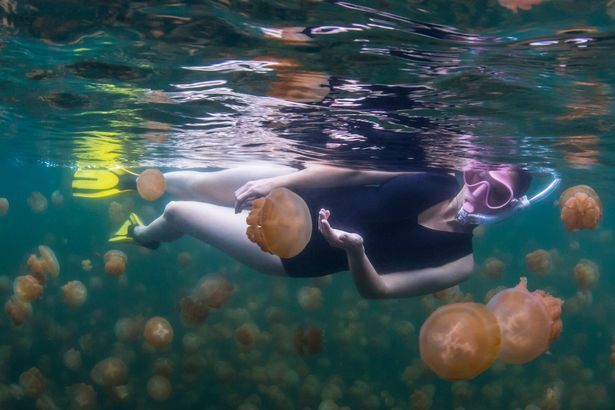 Єдине місце в світі, де можна поплавати з тисячами медуз