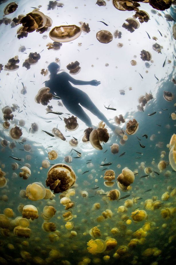 Единственное место в мире, где можно поплавать с тысячами медуз