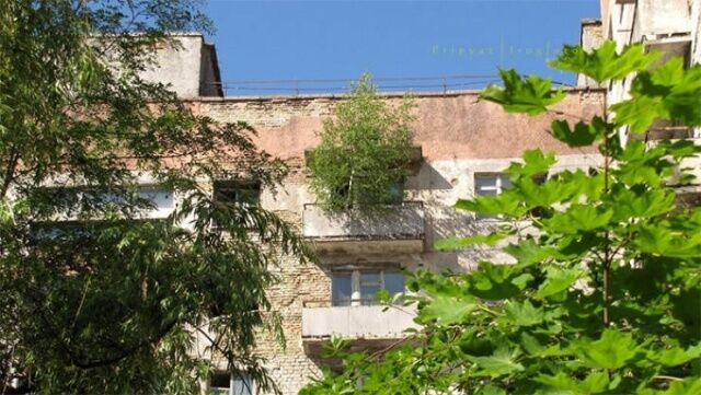 Дикі тварини та дерева в квартирах: як виглядає Чорнобиль зараз
