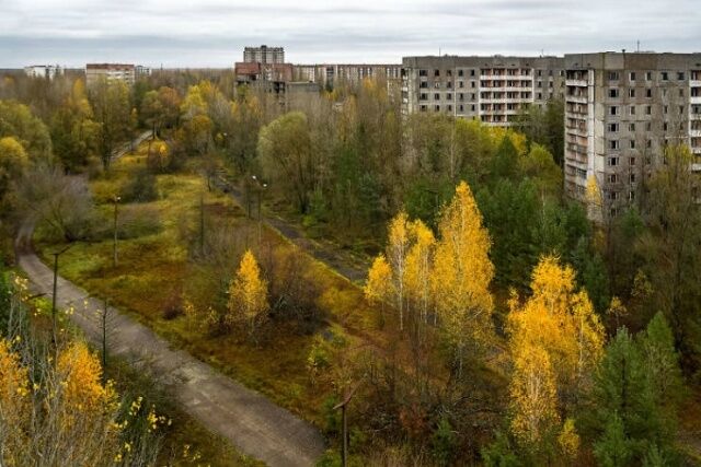 Дикі тварини та дерева в квартирах: як виглядає Чорнобиль зараз