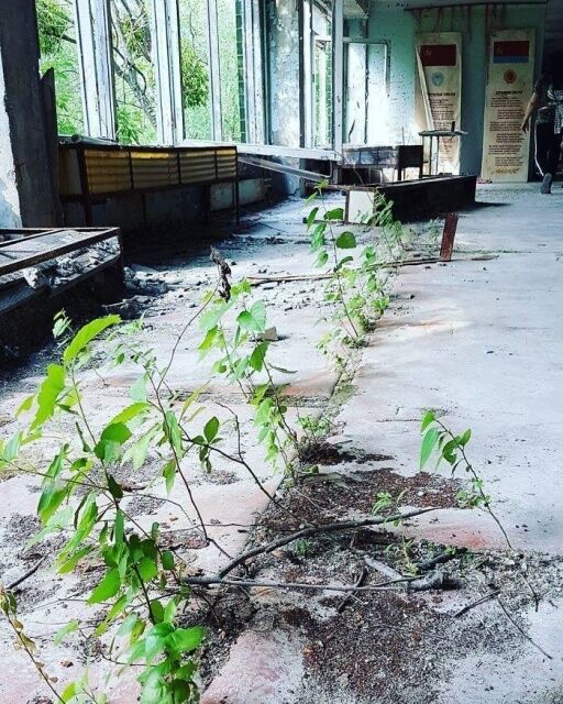 Дикие животные и деревья в квартирах: как выглядит Чернобыль сейчас
