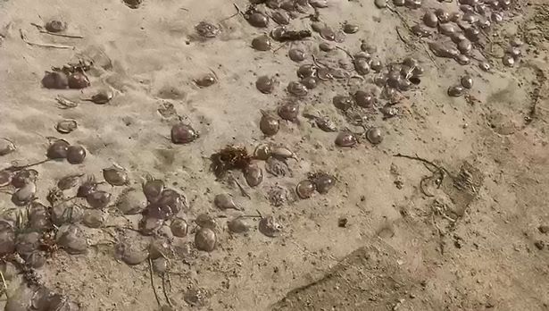 Улюблені туристами "райські острови" атакували сотні отруйних медуз: з'явилися фото