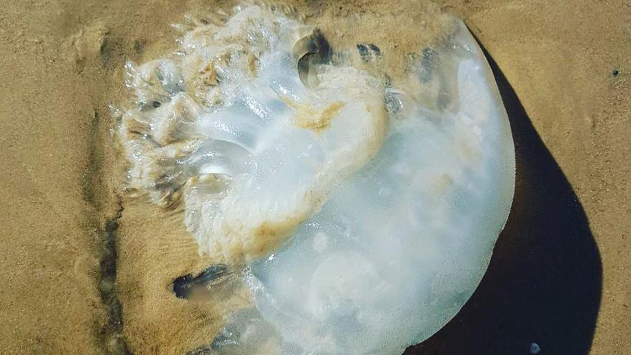 Любимые туристами "райские острова" атаковали сотни ядовитых медуз: появились фото