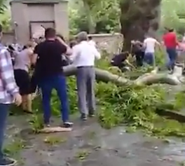 В Азербайджане ветка 500-летнего дерева упала на людей: много раненых. Видео