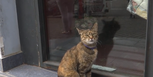 Кот из Одессы покорил сердца горожан: видео