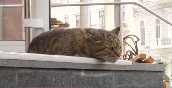 Кіт з Одеси підкорив серця городян: відео
