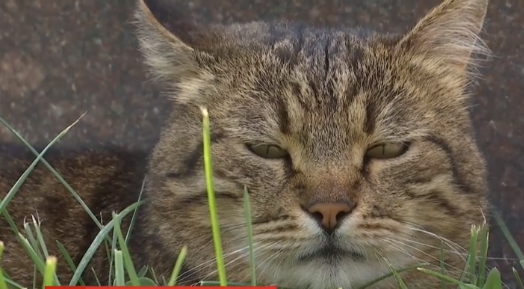 Кіт з Одеси підкорив серця городян: відео