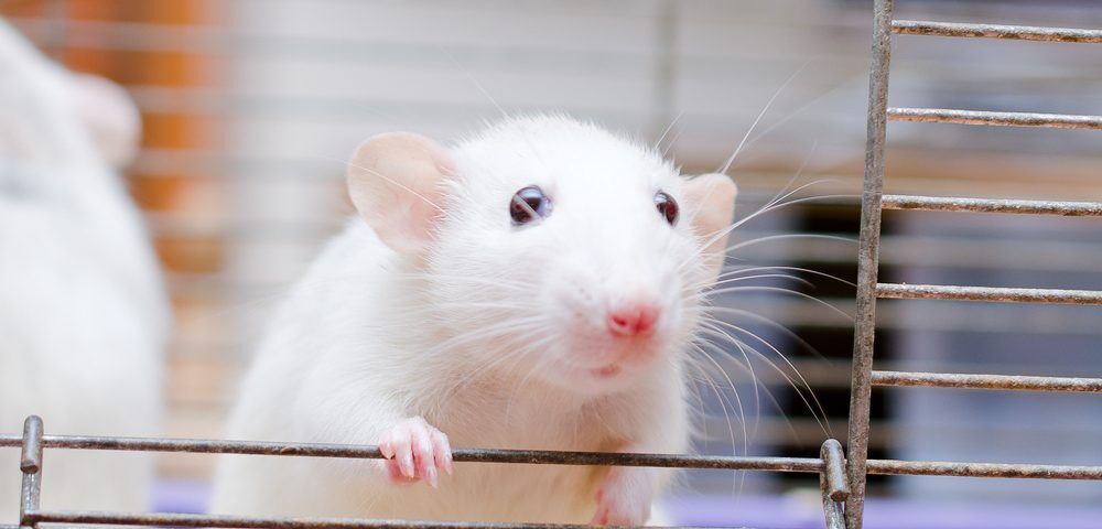 Путь попадания токсичного белка в мозг показан на мышах