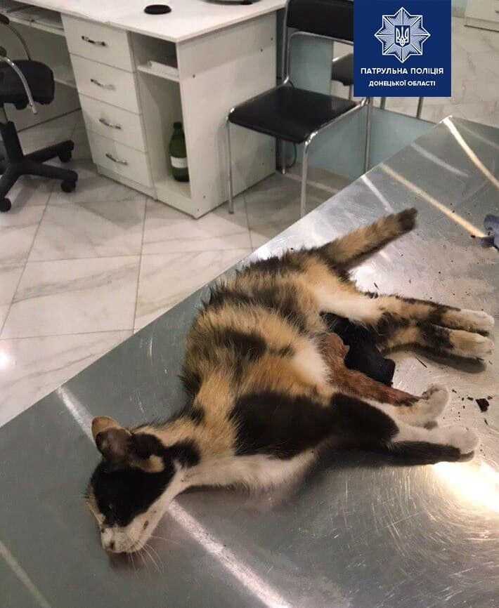 Поранена кішка в лікарні