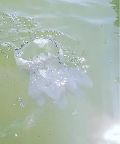 Популярный курорт Украины атаковали медузы: появились новые фото