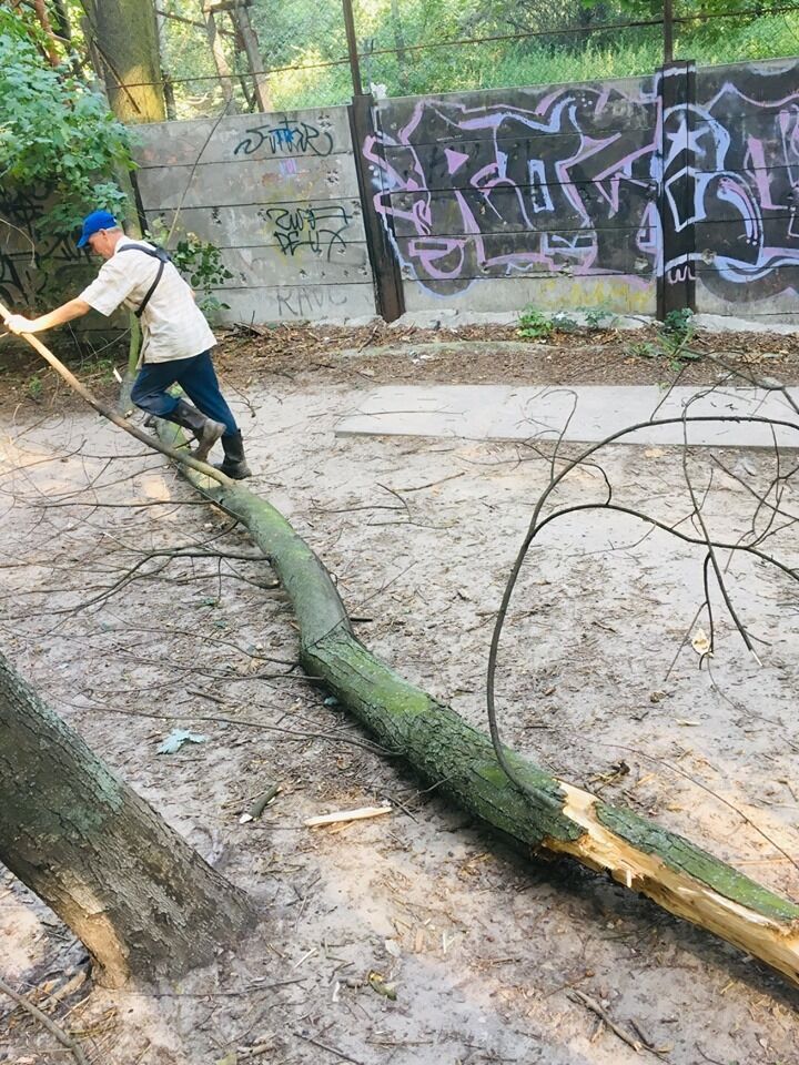 Дерево, яке впало