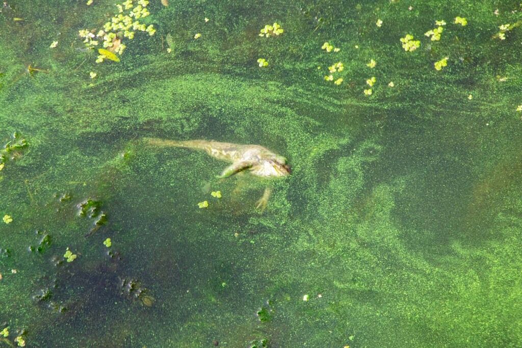 В воде плавают мертвые животные