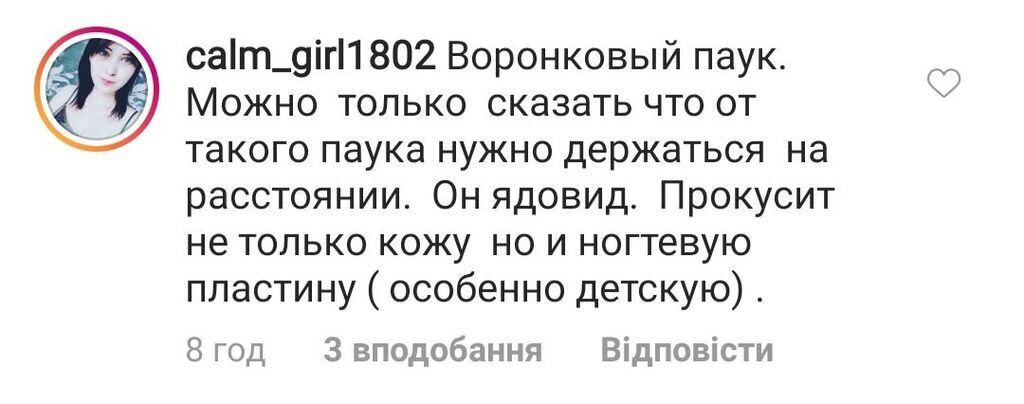 У Запоріжжі помітили небезпечного отруйного павука: фото