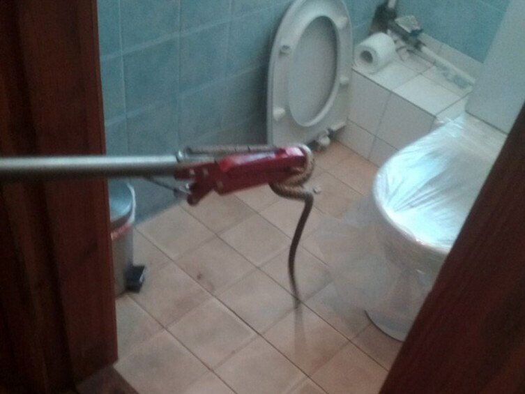 Змія в туалеті
