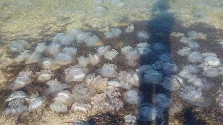 На популярному українському курорті навала медуз: опубліковані відео