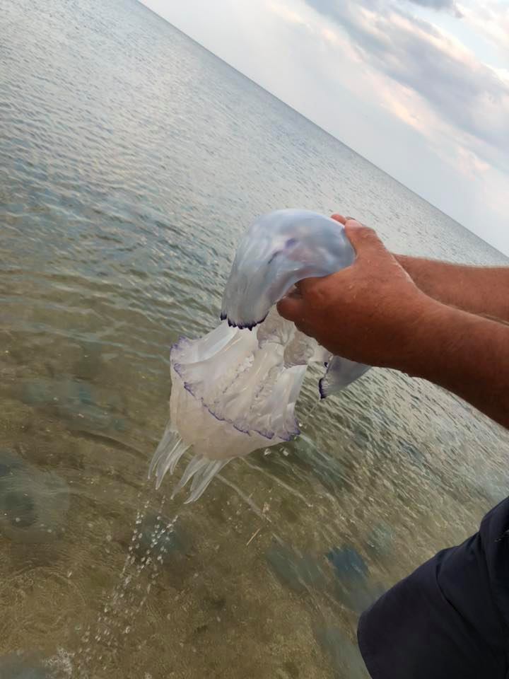 На украинском курорте вымерли медузы