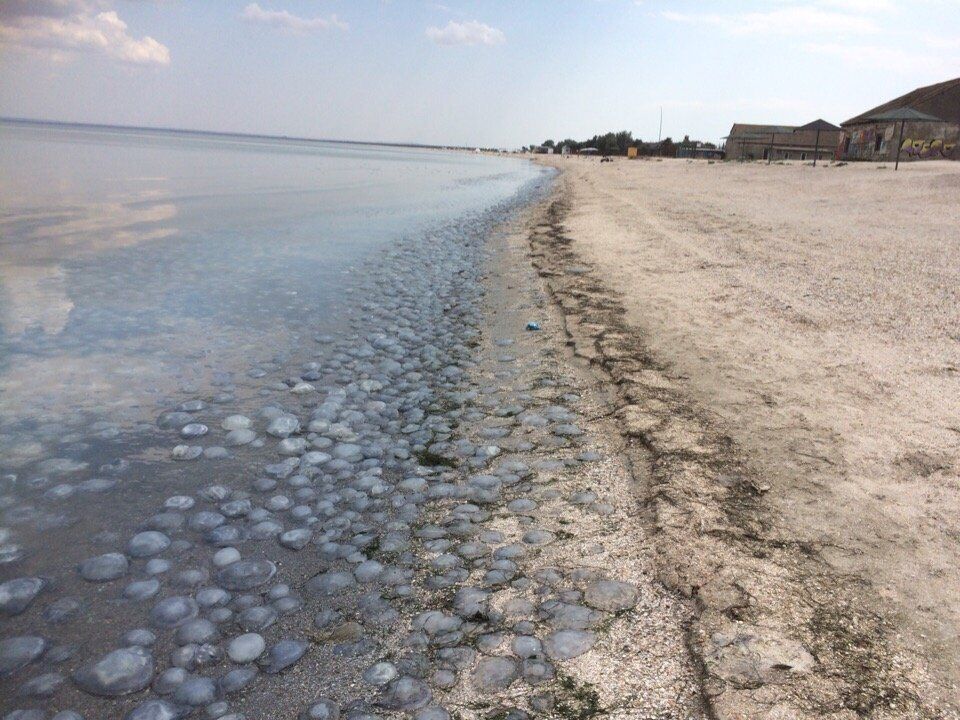 У Криму показали тисячі мертвих медуз і спорожнілі пляжі: фото