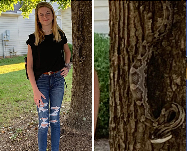 Змея готовиться напасть