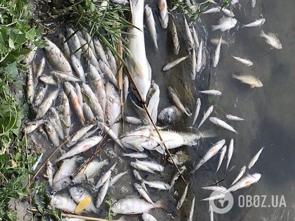 Мор рыбы в Кальмиусе: опять постаралась ДРГ?