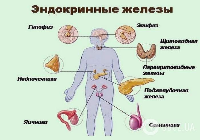 Масло лаванды влияет на гормональный обмен у детей