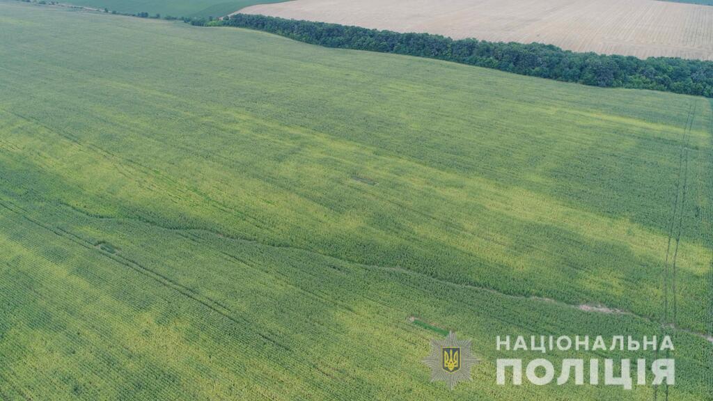 В полі на Буковині знайшли коноплю