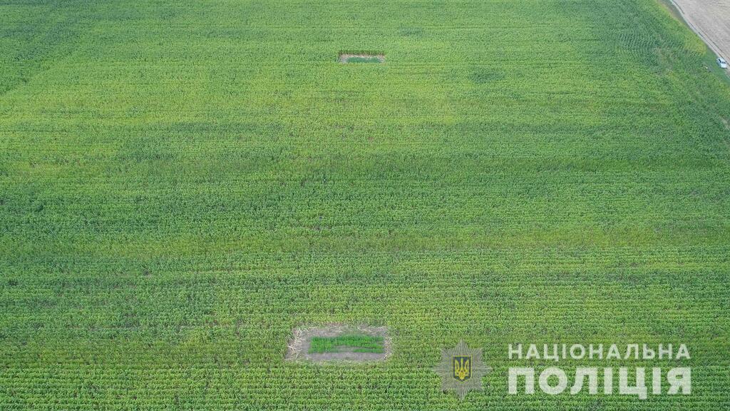 В полі на Буковині знайшли коноплю