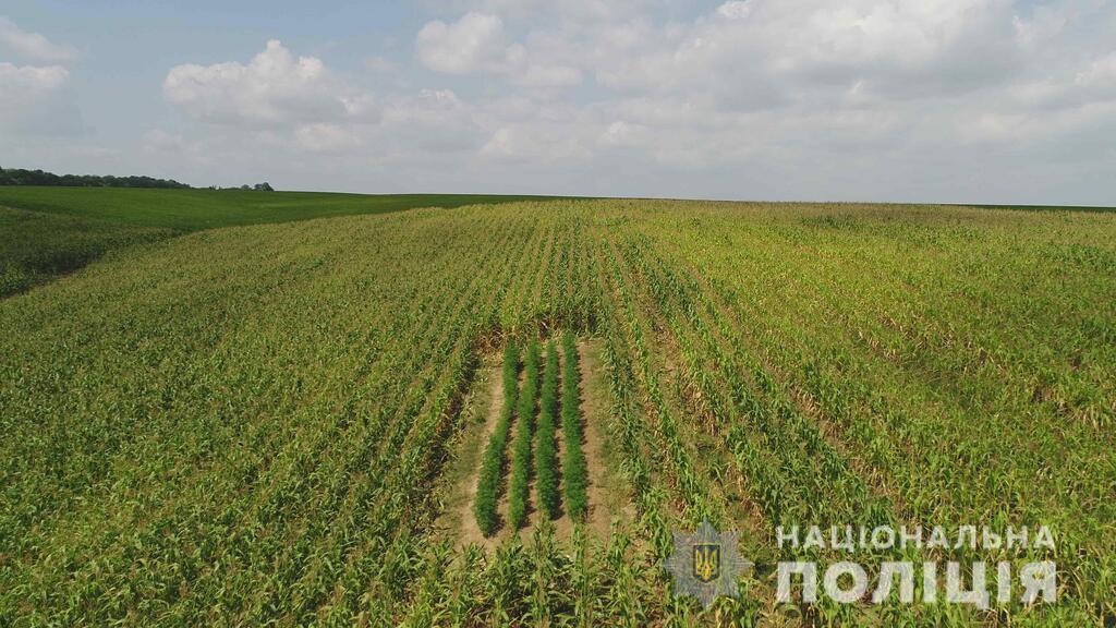 В полі на Буковині знайшли коноплю