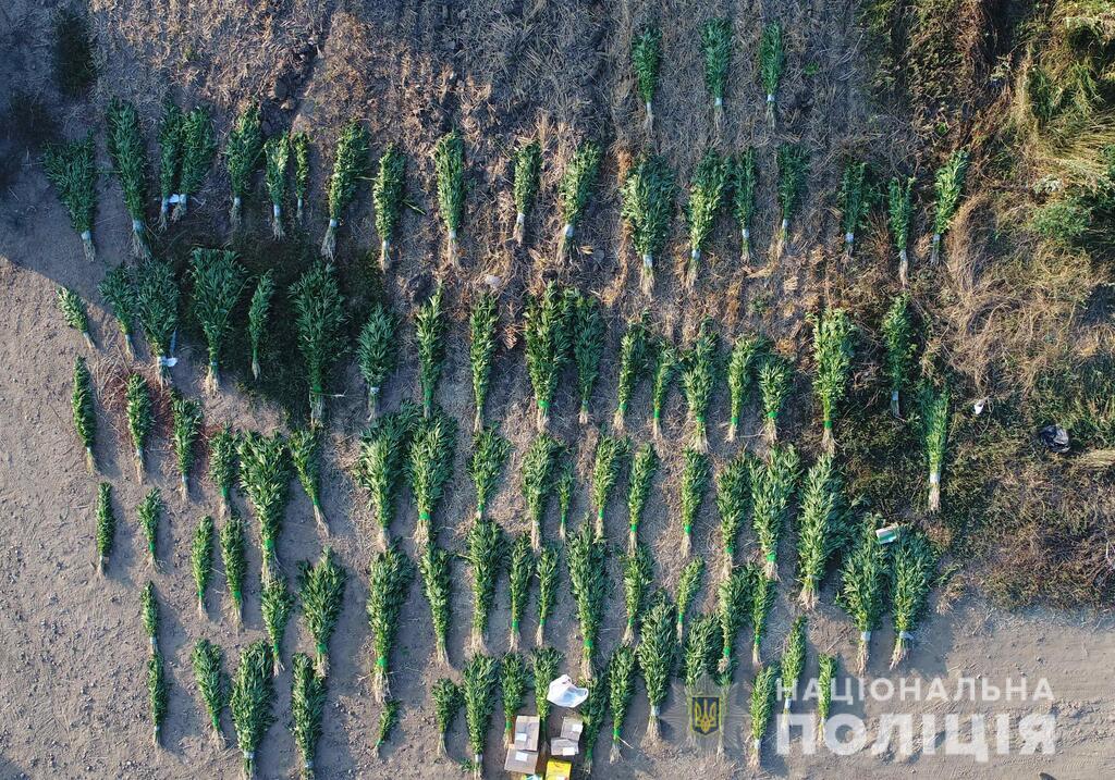 В поле на Буковине нашли коноплю