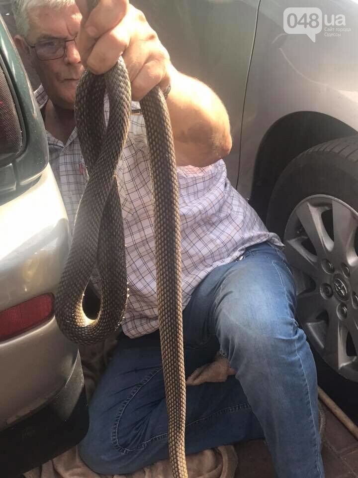 В Одессе змея заползла в авто
