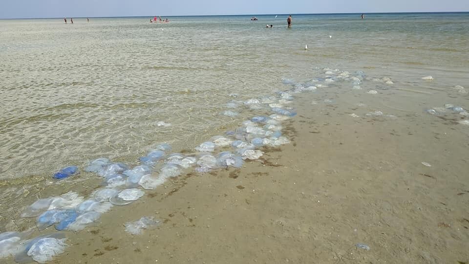 "Море ушло": на популярном курорте Украины наметилась катастрофа. Фото и видео