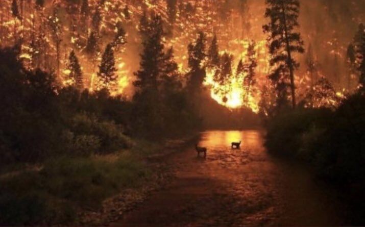 Лесные пожары в тропиках Бразилии
