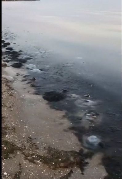 Море почорніло в Запорізькій області