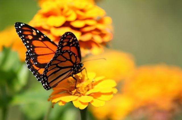 Після Успіння починається літо