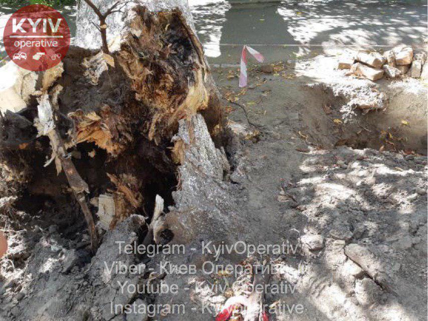 В центре Киева на дорогу упало дерево