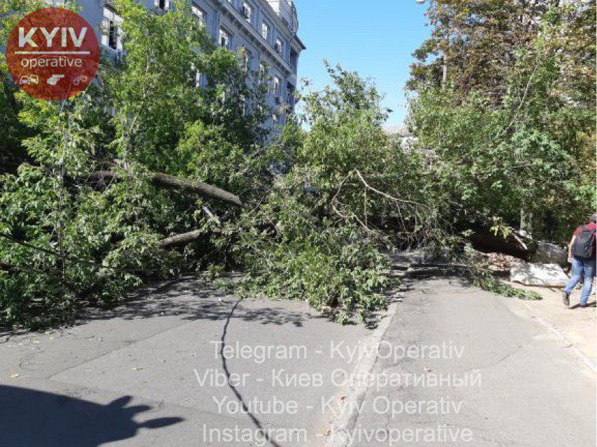 Дерево перекрыло улицу