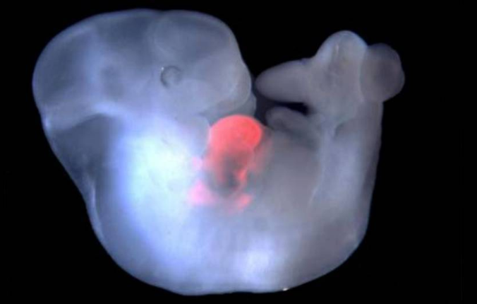 Созданный учеными эмбрион