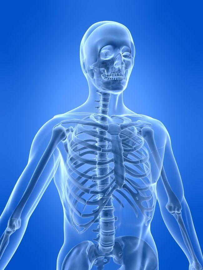 Факты о скелетной системе человека, ее функциях и заболеваниях