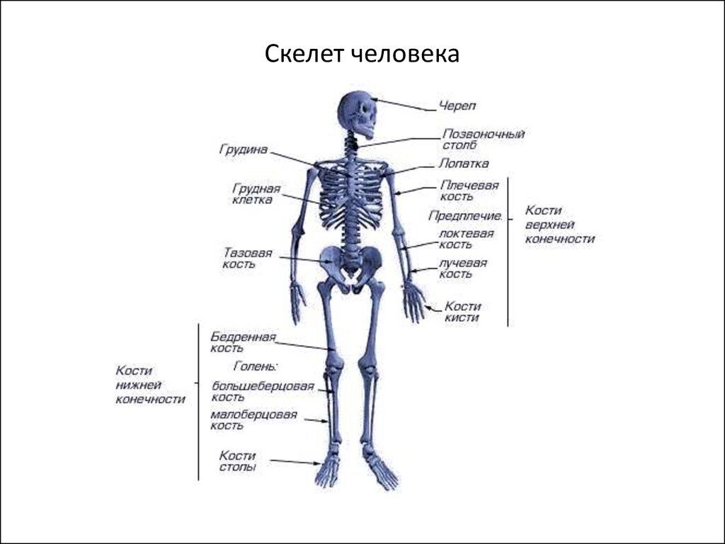 Факти про скелетну систему людини, її функції і захворювання