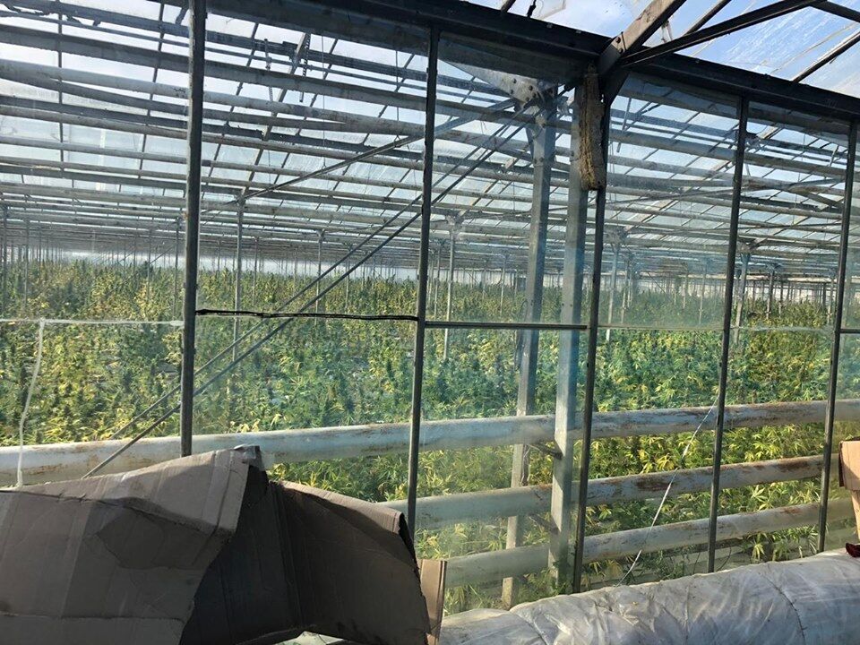4 гектара марихуаны на Прикарпатье
