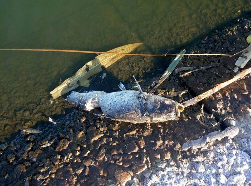 В Інгульці гине риба