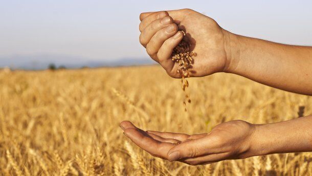 Майже 800 гривень на тонні зернових втрачають аграрії через колапс на залізниці – Козаченко