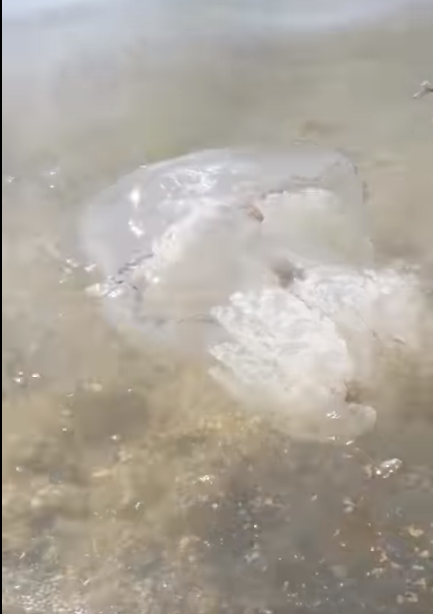 Популярный украинский курорт заполонили гигантские медузы: видеофакт