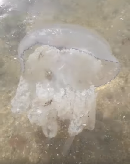 Популярний український курорт заполонили гігантські медузи: відеофакт