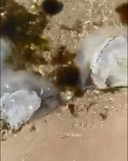 Популярный украинский курорт заполонили гигантские медузы: видеофакт