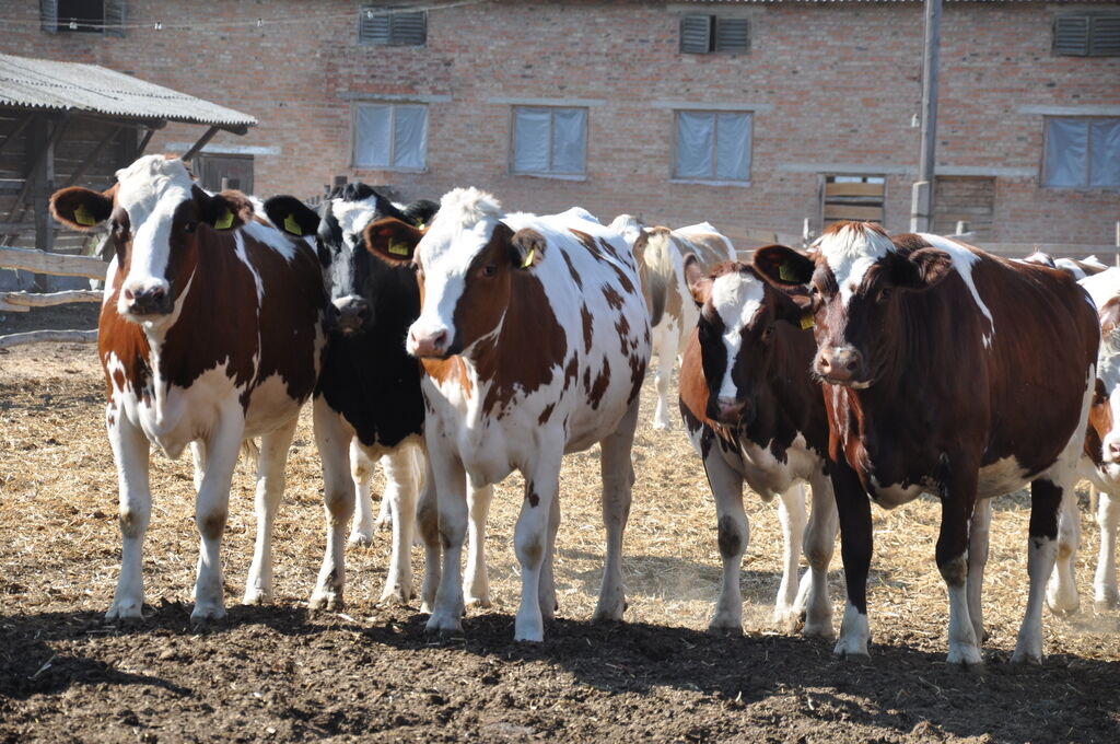 Животноводство в Украине имеет серьезные перспективы развития - "Укрлендфарминг"