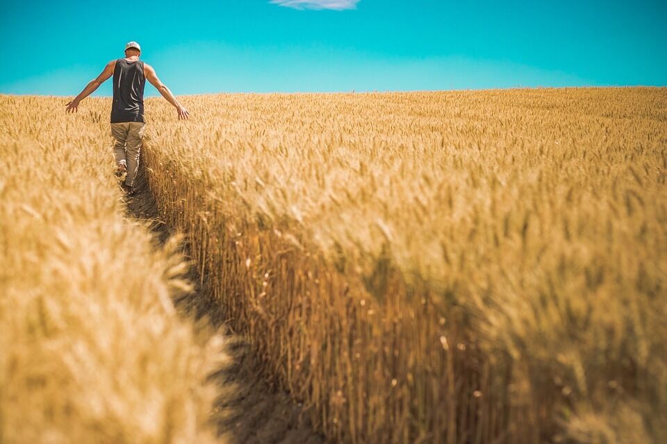 В Україні дозволять продаж землі: що отримає кожен і чи зможуть купувати іноземці