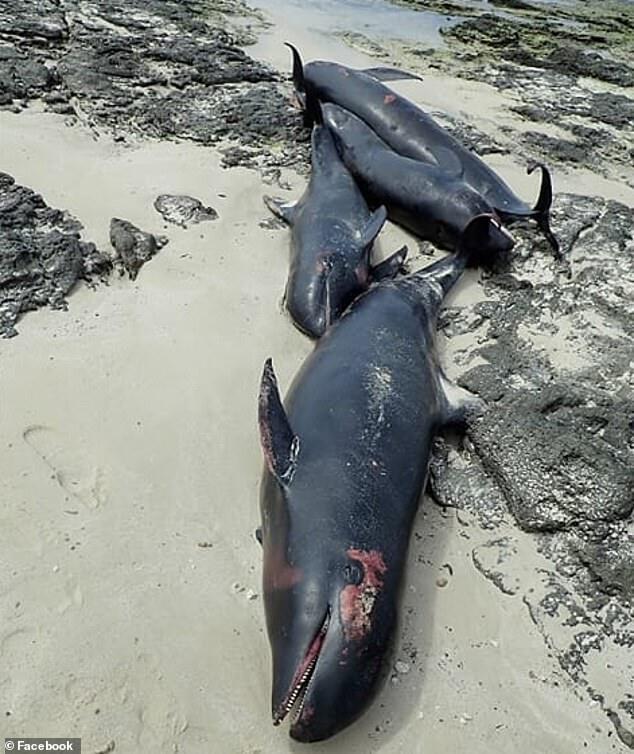 Мертвых дельфинов пришлось похоронить с помощью бульдозера