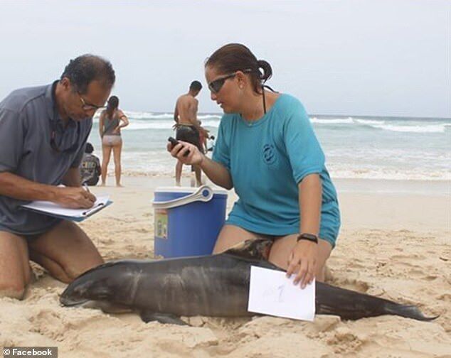 Екологічна група взяла аналізи у дельфінів