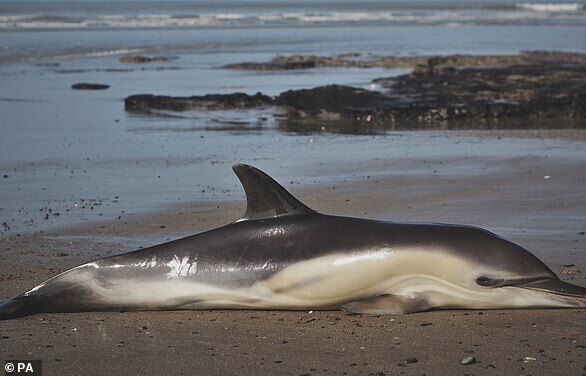 Мертвый дельфин на пляже в Кабо-Верде