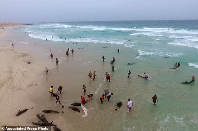 Люди допомагали дельфінам повернутися в море